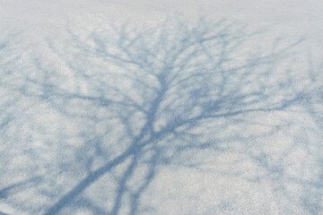The shadows of trees in the snow