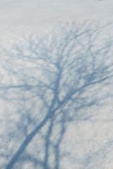 The shadows of trees in the snow