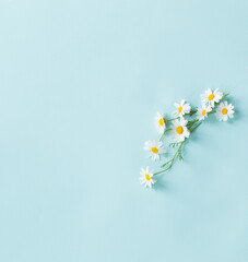 summer flowers on blue background 