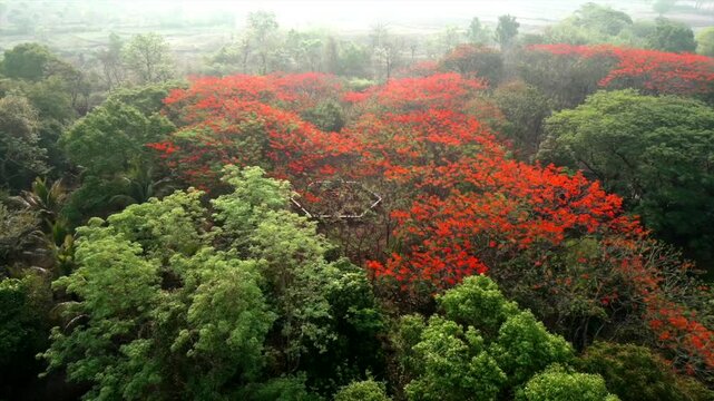 under the mapple tree making beutiful strackture drone shoot