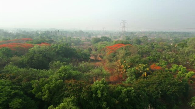 mapple tree bird eye view