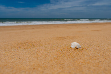Close up shell ,Nature view of beautiful tropical beach and sea in sunny day. Beach sea space aera