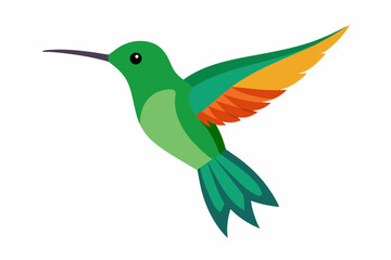 humming bird vector illustration