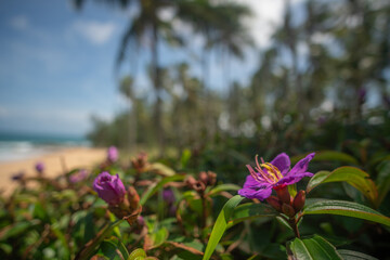 Fototapeta premium Rosa damascena. Pink, oil-bearing, flowering, deciduous shrub plant. Bulgaria, Valley of Roses. Close up view