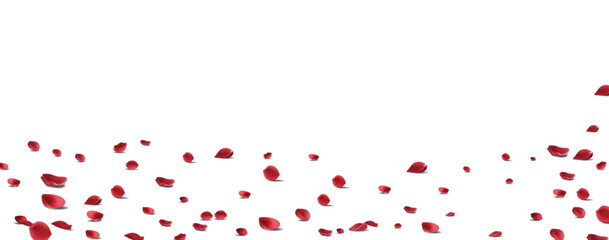 Floating red rose petal isolated on white. Background concept for love greetings on valentines day and mothers day