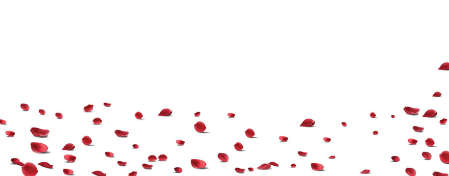 Floating red rose petal isolated on white. Background concept for love greetings on valentines day and mothers day