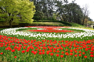 寺尾中央公園のチューリップ（新潟県）