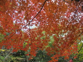 日本の晩秋、色鮮やかな里山の紅葉の風景
