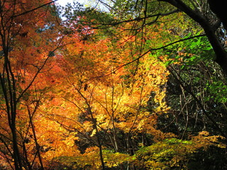 日本の晩秋、色鮮やかな里山の紅葉の風景