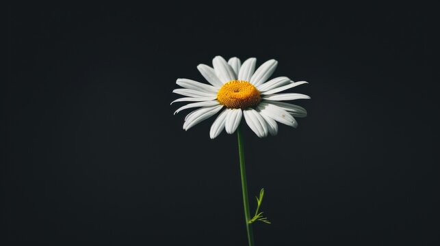 Chamomile flower. Generative AI