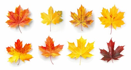 Fototapeta premium On a white background, I have isolated bouquets of natural leaves, single maple leaves, and a pile of abstract maple leaves with yellow, orange, red, burgundy, and green colors.