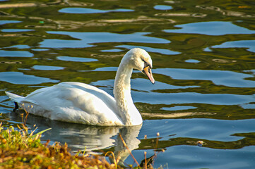 Portraitbild, Tierportrait von einem Schwan auf einem See
