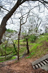 横手城の桜（秋田県）