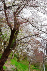 横手城の桜（秋田県）