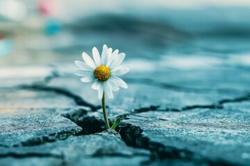 A white daisy flower is growing through a crack in the cement floor, with copy space behind it. The background is a cracked roadway. idea of conquering challenges
