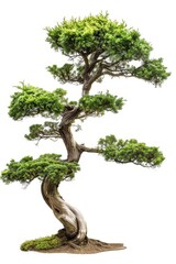 Isolated decorative green tree with lush crown on white background.