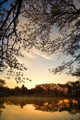 大仙市総合公園の桜（秋田県）