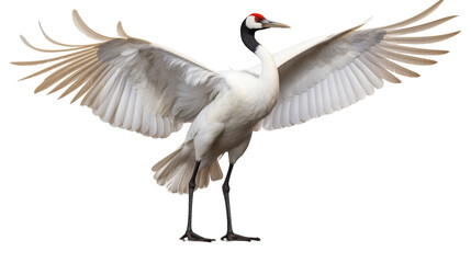 Obraz premium Red-Crowned Crane With Wings Spread Wide, Isolated on White Background