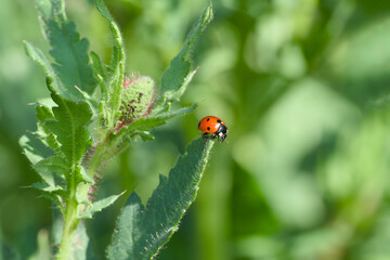 ladybug perching on the plant leaf close-up