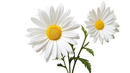 Fototapeta premium Two White Daisies With Yellow Centers on Green Stems Against a White Background