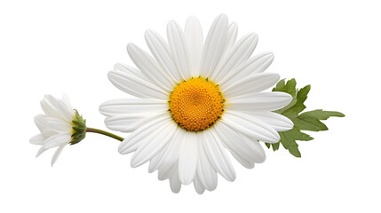 White Daisy Flower With Green Leaves Isolated on White Background