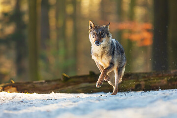 Eurasian wolf (Canis lupus lupus) in the winter forest at the end of winter