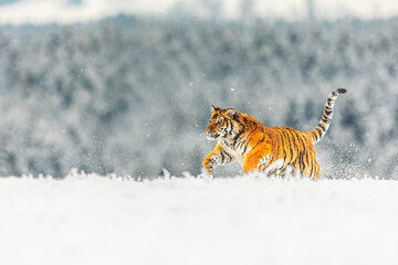 Fototapeta premium Siberian tiger (Panthera tigris tigris) running through the winter landscape and snow flying around
