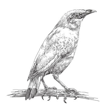 engraving hand drawn bird vector illustration