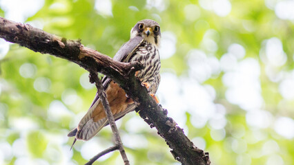 bird on a branch