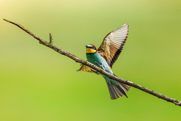 The male European bee-eater (Merops apiaster) sits on a stick