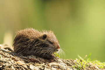 The nutria (Myocastor coypus) small animal