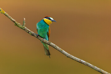 The male European bee-eater (Merops apiaster) beautifully colored bird