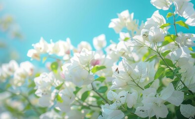 An image of bougainvillea flowers in bloom in spring against a blue sky.