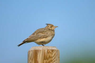 A Crested Lark standing on a wooden pole