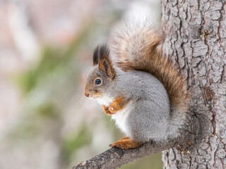 The squirrel with nut sits on tree in the winter or late autumn