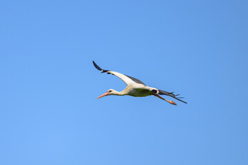 A White Stork in flight blue sky