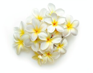 Fototapeta premium An isolated group of frangipani flowers on a transparent background.