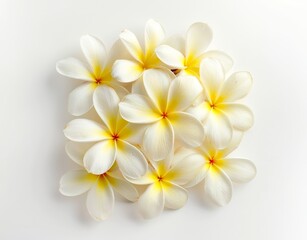 On a transparent background, a group of frangipani flowers is isolated.