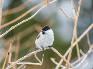 Cute bird the willow tit, song bird sitting on a branch without leaves in the winter.