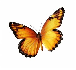 Obraz premium This is a very beautiful yellow orange butterfly in flight isolated on a transparent background.