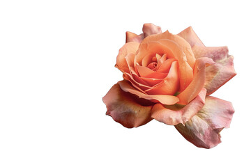 orange rose isolated on transparent background - Powered by Adobe