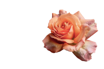 orange rose isolated on transparent background