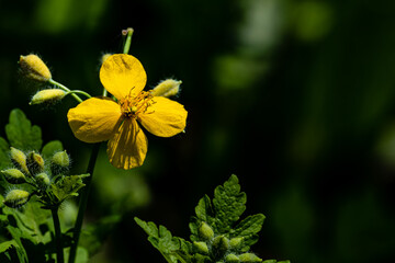 Blooming Celandine in the woods