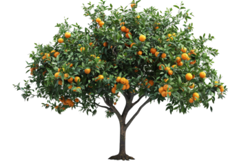 orange tree isolated on transparent background