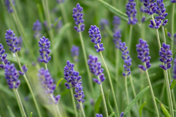 Naklejka premium Unopened lavender buds. Summer flower blooming.