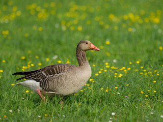 A Greylag Goose walking in a meadow