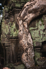 Angkor Thom, ancient temple ruins in Cambodia jungle with tree roots