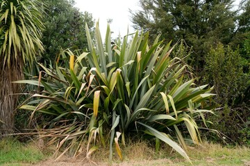 Wild New Zealand Flax in Autumn