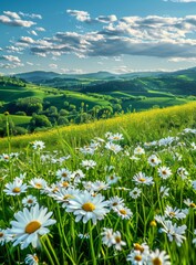 Fototapeta premium A beautiful spring and summer natural landscape with fields of daisies blooming in grass.
