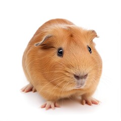 Fototapeta premium Orange Guinea Pig with Cute Expression, Close-up Pet Portrait on White Background
